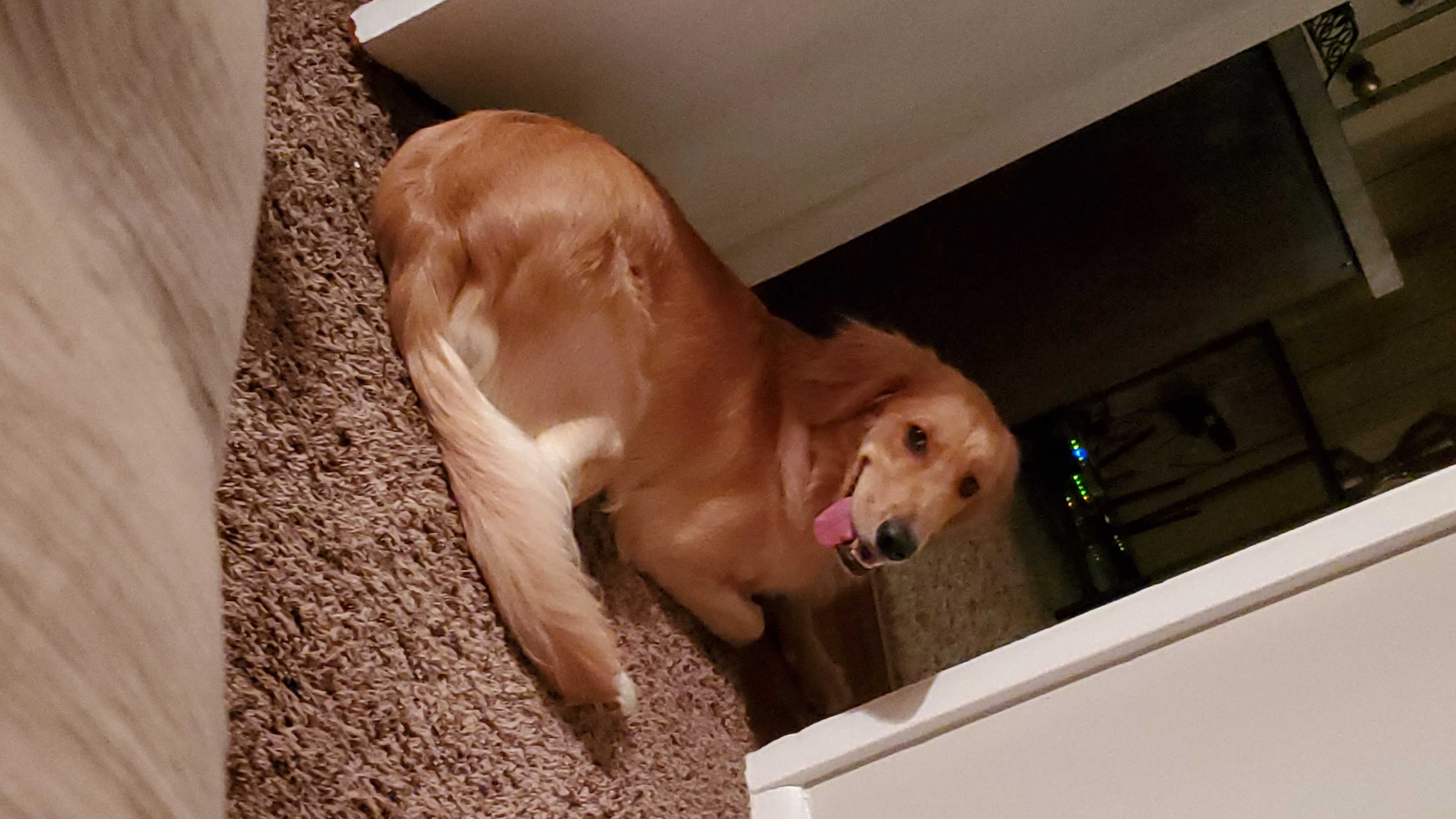 Harlow